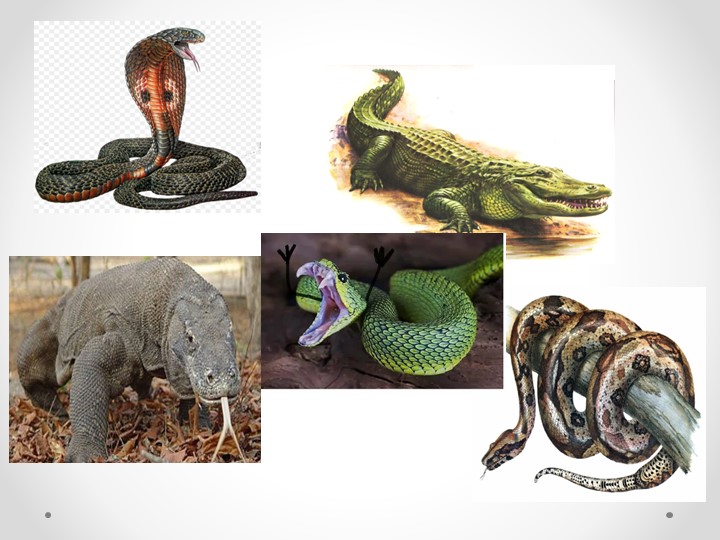 Презентация по биологии на тему "Многообразие и значение пресмыкающихся"( 7 класс)я - Учебники, Презентации и Подготовка к Экзаменам для Школьников на Klass-Uchebnik.com