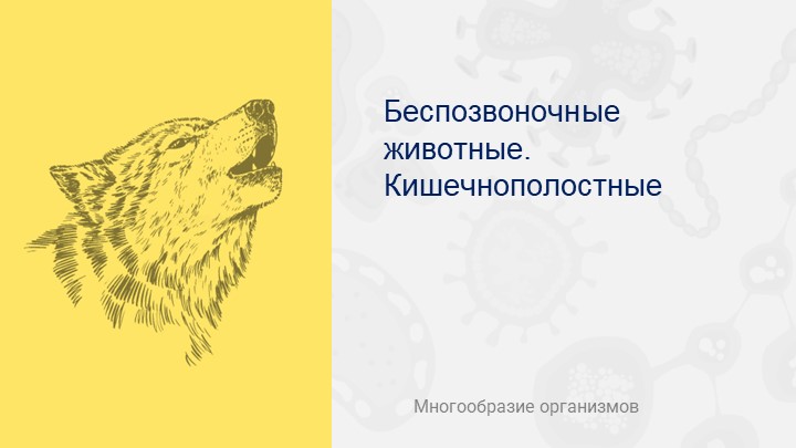 Презентация по биологии на тему "Кишечнополостные" Учебники, Презентации и Подготовка к Экзаменам для Школьников на Klass-Uchebnik.com