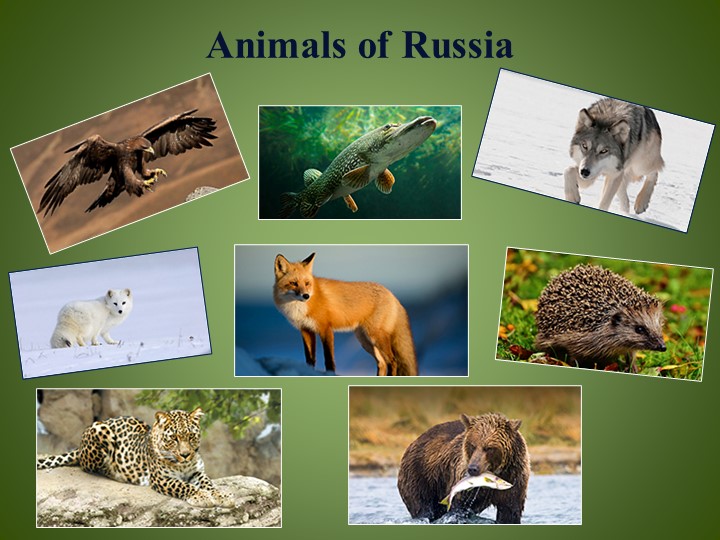 Презентация по английскому языку на тему "Animals of Russia " - Учебники, Презентации и Подготовка к Экзаменам для Школьников на Klass-Uchebnik.com