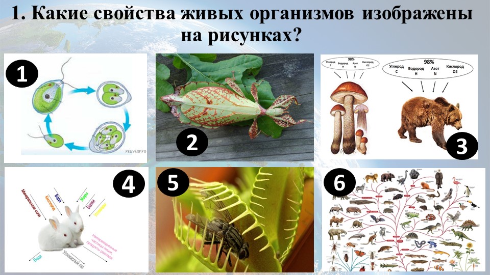 Самостоятельная работа по биологии по теме "Свойства живого" (9 класс) Учебники, Презентации и Подготовка к Экзаменам для Школьников на Klass-Uchebnik.com