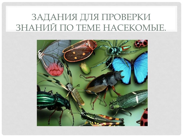 Презентация "Задания по теме насекомые" Учебники, Презентации и Подготовка к Экзаменам для Школьников на Klass-Uchebnik.com