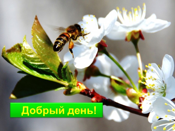 Презентация по биологии на тему "Способы размножения растений" (6 класс) Учебники, Презентации и Подготовка к Экзаменам для Школьников на Klass-Uchebnik.com