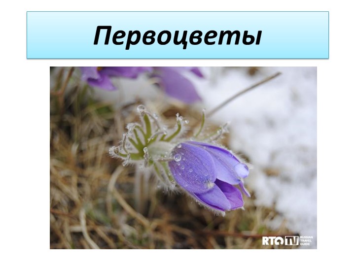 Презентация к уроку по Забайкаловедению на тему "Первоцветы" (3 класс) - Учебники, Презентации и Подготовка к Экзаменам для Школьников на Klass-Uchebnik.com