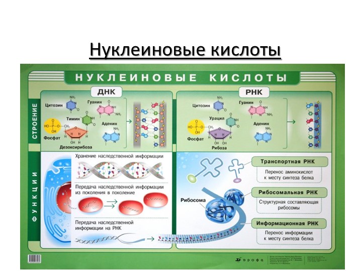Презентация по биологии "Нуклеиновые кислоты. Синтез белка" (10 класс) Учебники, Презентации и Подготовка к Экзаменам для Школьников на Klass-Uchebnik.com