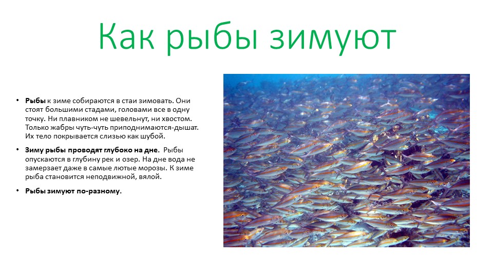 Презентация на тему "Как зимуют рыбы". Учебники, Презентации и Подготовка к Экзаменам для Школьников на Klass-Uchebnik.com