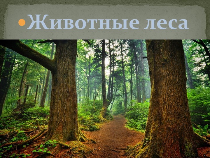 Презентация по логопедии на тему " Животные леса" Учебники, Презентации и Подготовка к Экзаменам для Школьников на Klass-Uchebnik.com