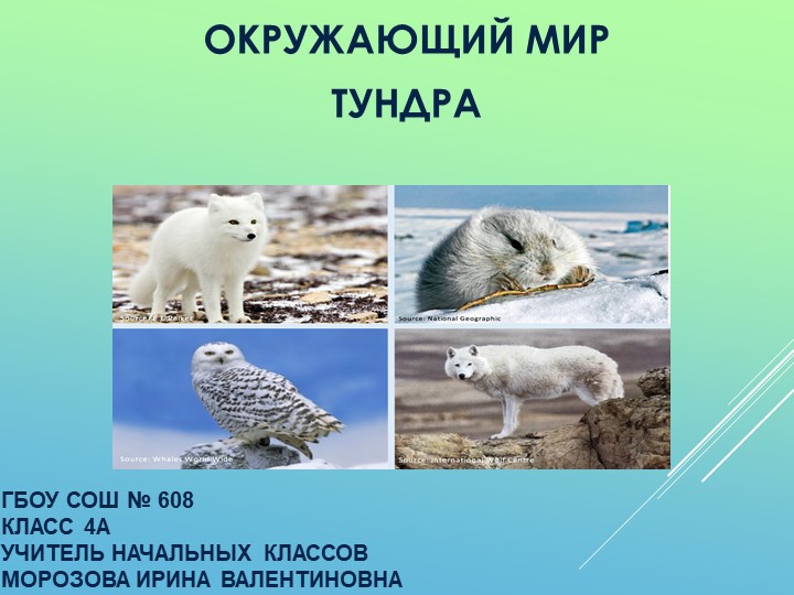 Презентация по окружающему миру на тему "Тундра" (4 класс) Учебники, Презентации и Подготовка к Экзаменам для Школьников на Klass-Uchebnik.com