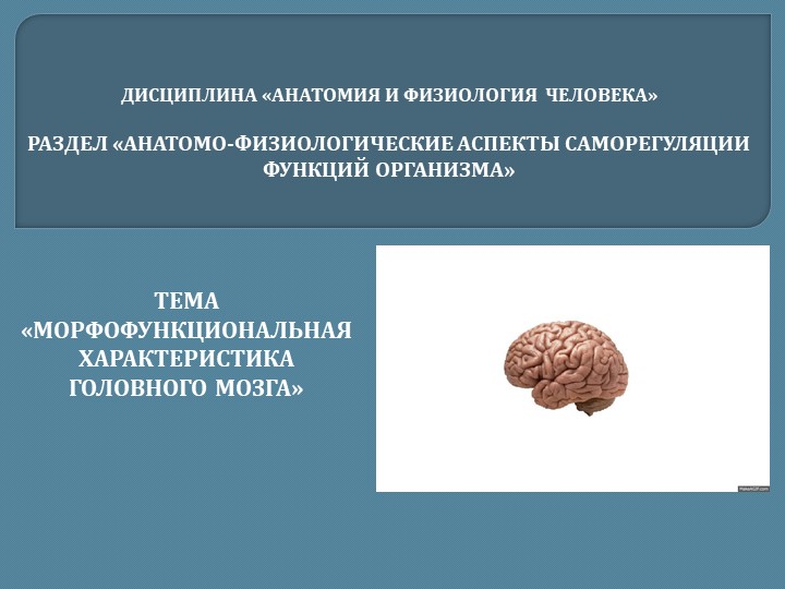 МОРФОФУНКЦИОНАЛЬНАЯ ХАРАКТЕРИСТИКА ГОЛОВНОГО МОЗГА Учебники, Презентации и Подготовка к Экзаменам для Школьников на Klass-Uchebnik.com