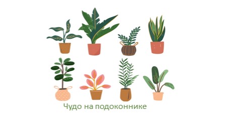 Презентация занятия для старших дошкольников "Чудо на подоконнике" Учебники, Презентации и Подготовка к Экзаменам для Школьников на Klass-Uchebnik.com