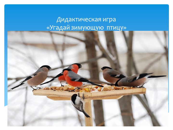Презентация по ознакомлению с природой "Угадай зимующею птицу" (старшая группа) Учебники, Презентации и Подготовка к Экзаменам для Школьников на Klass-Uchebnik.com