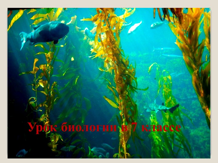 Презентация урока по биологии Водоросли, их характеристика. Учебники, Презентации и Подготовка к Экзаменам для Школьников на Klass-Uchebnik.com