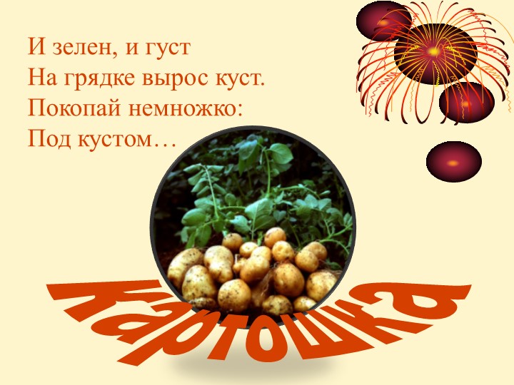 "Несколько секретов картофеля" Картофель - южноамериканское растение, до сих пор встречающееся на родине в диком виде. Учебники, Презентации и Подготовка к Экзаменам для Школьников на Klass-Uchebnik.com