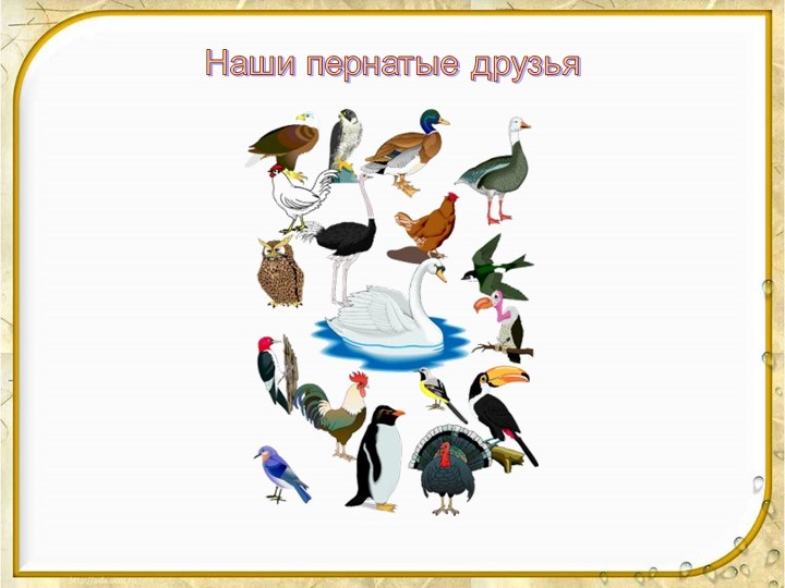 Презентация "Наши пернатые друзья" Учебники, Презентации и Подготовка к Экзаменам для Школьников на Klass-Uchebnik.com