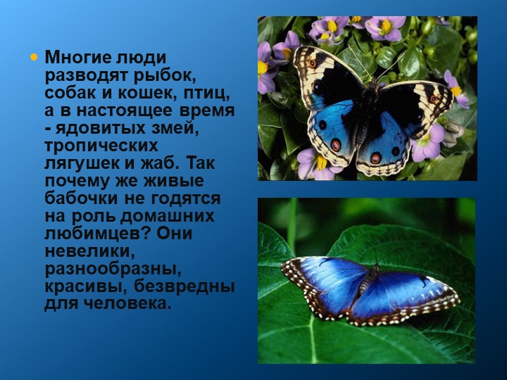 Презентация к исследовательской работе "Как вырастить бабочек в домашних условиях" Учебники, Презентации и Подготовка к Экзаменам для Школьников на Klass-Uchebnik.com