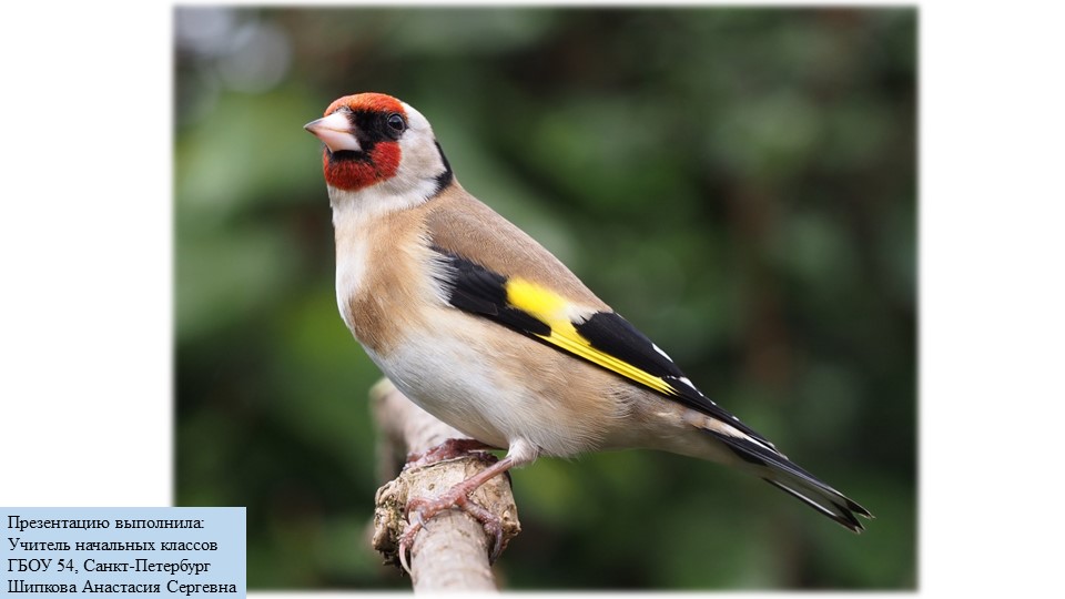 Презентация по окружающему миру на тему "Кто такие звери?" (1класс) Учебники, Презентации и Подготовка к Экзаменам для Школьников на Klass-Uchebnik.com