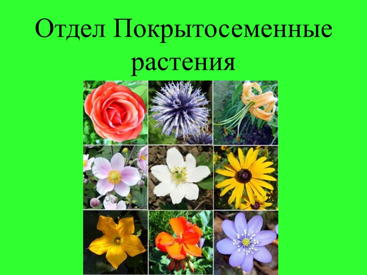Презентация по биологии:"Классы покрытосеменных растений" Учебники, Презентации и Подготовка к Экзаменам для Школьников на Klass-Uchebnik.com