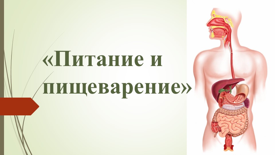 Презентация к уроку "Питание и пищеварение" Учебники, Презентации и Подготовка к Экзаменам для Школьников на Klass-Uchebnik.com