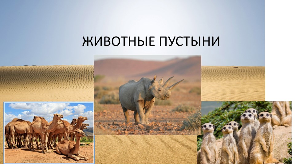Презентация о животных пустыни для подготовительной группы Учебники, Презентации и Подготовка к Экзаменам для Школьников на Klass-Uchebnik.com
