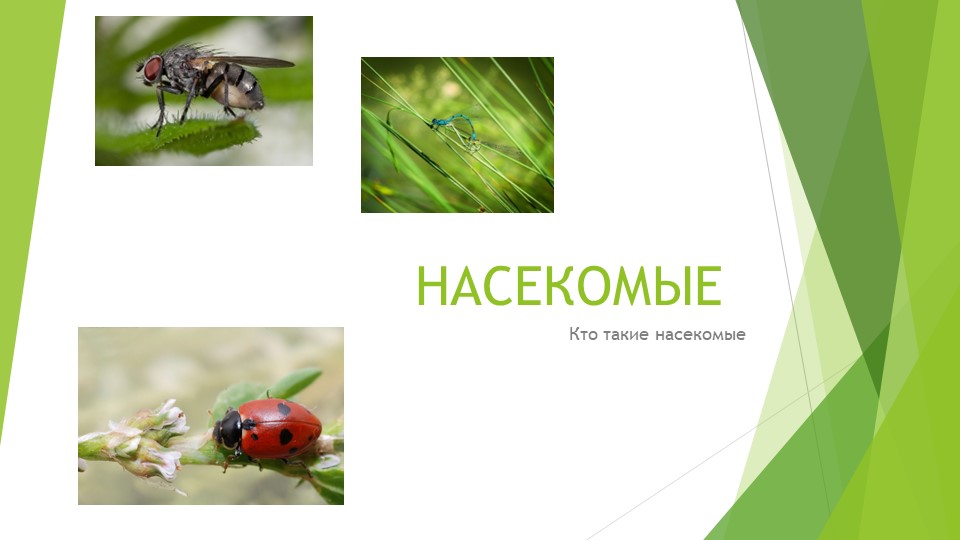 Презентация по Окружающему миру на тему: Насекомые Учебники, Презентации и Подготовка к Экзаменам для Школьников на Klass-Uchebnik.com
