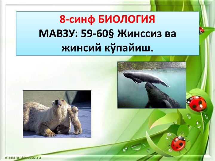 Презентация "Жинссиз ва жинсий кўпайиш" 8-синф Биология Учебники, Презентации и Подготовка к Экзаменам для Школьников на Klass-Uchebnik.com
