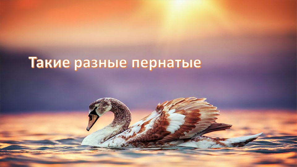 Обобщающий урок "Такие разные пернатые" Учебники, Презентации и Подготовка к Экзаменам для Школьников на Klass-Uchebnik.com