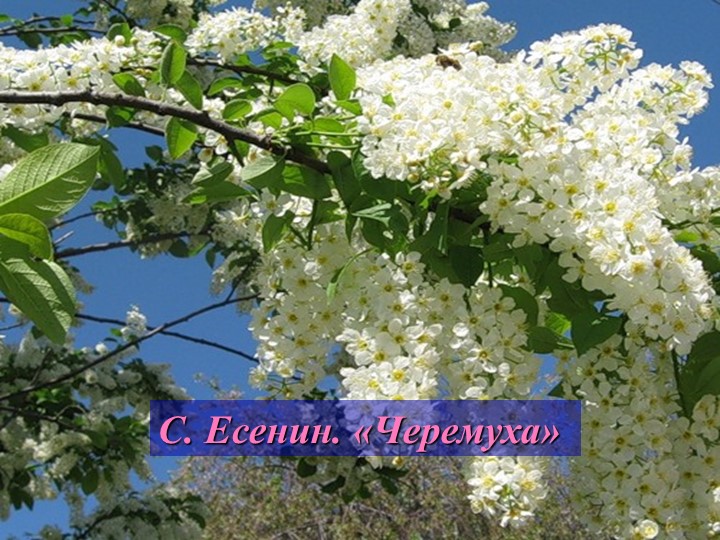 Презентация по литературному чтению на тему "Биография Есенина" (3 класс) Учебники, Презентации и Подготовка к Экзаменам для Школьников на Klass-Uchebnik.com