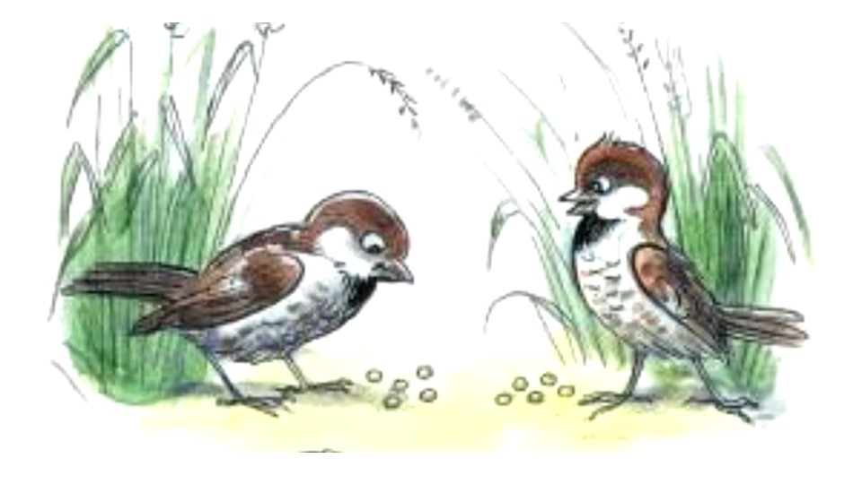 Презентация к пособию М.В. Буряк "Функциональная грамотность 1 класс" "Чик и Чирик" Учебники, Презентации и Подготовка к Экзаменам для Школьников на Klass-Uchebnik.com