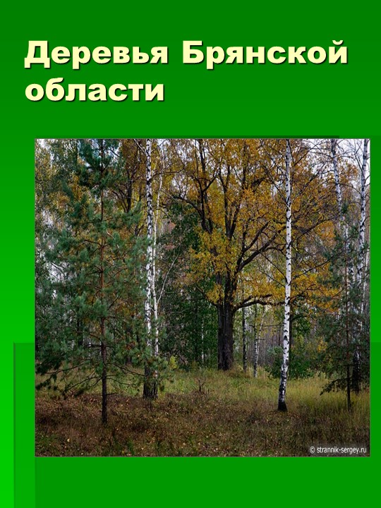 Презентация на тему "Деревья Брянской области" Учебники, Презентации и Подготовка к Экзаменам для Школьников на Klass-Uchebnik.com