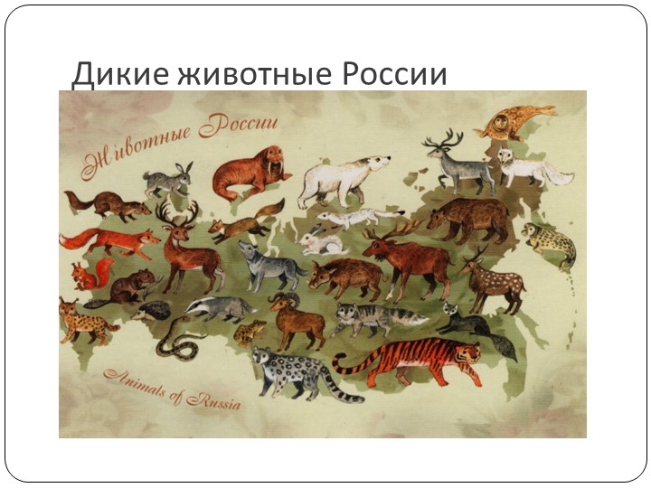 Презентация по окружающему миру на тему:" Дикие животные России" Учебники, Презентации и Подготовка к Экзаменам для Школьников на Klass-Uchebnik.com