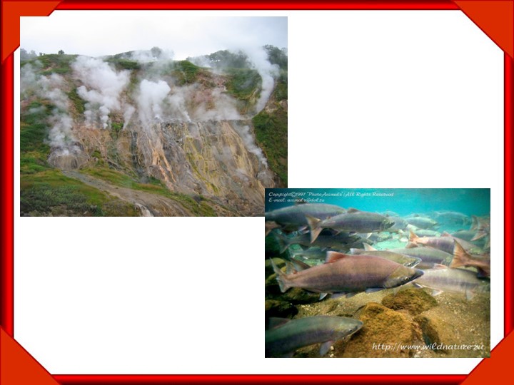 Красная книга ,презентация "Редкие виды животных" Учебники, Презентации и Подготовка к Экзаменам для Школьников на Klass-Uchebnik.com