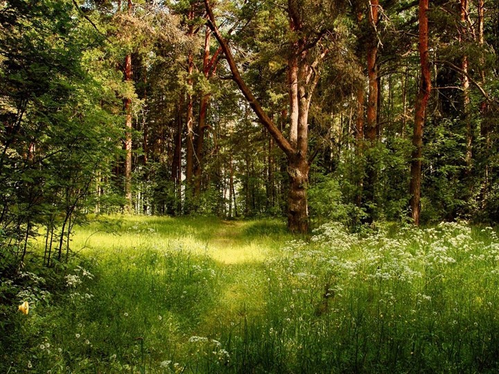 Презентация к уроку биологии на тему "Типы развития насекомых" Учебники, Презентации и Подготовка к Экзаменам для Школьников на Klass-Uchebnik.com