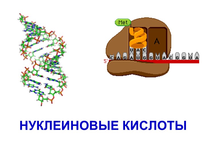 Презентация "Химический состав клетки.Нуклеиновые кислоты" Учебники, Презентации и Подготовка к Экзаменам для Школьников на Klass-Uchebnik.com