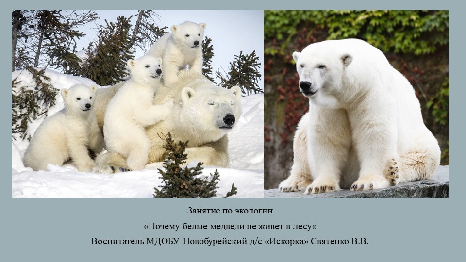 Презентация на тему "Почему белые медведи не живут в лесу" Учебники, Презентации и Подготовка к Экзаменам для Школьников на Klass-Uchebnik.com