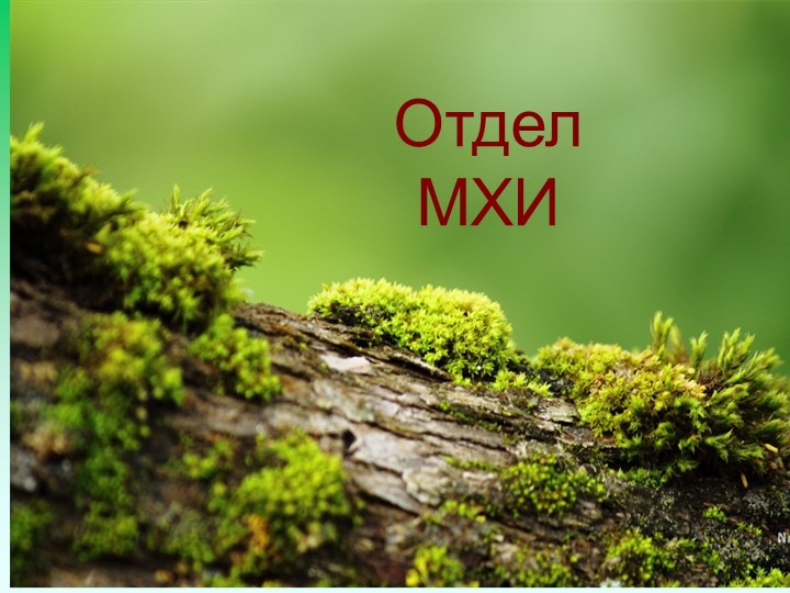 Презентация по биологии на тему "Мхи" Учебники, Презентации и Подготовка к Экзаменам для Школьников на Klass-Uchebnik.com