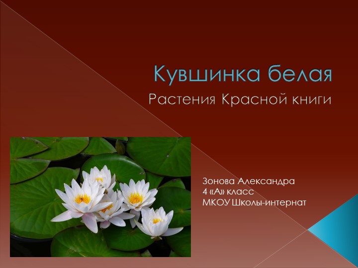 Презентация "Кувшинка Белая-растения красной книги" Учебники, Презентации и Подготовка к Экзаменам для Школьников на Klass-Uchebnik.com