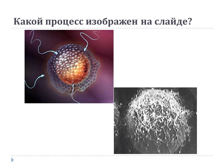 Презентация по теме "Онтогенез" Учебники, Презентации и Подготовка к Экзаменам для Школьников на Klass-Uchebnik.com