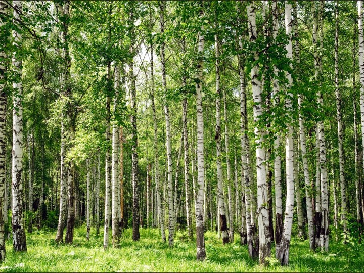 Презентация: 200-летие со дня рождения Н.А. Некрасова, 2021г. - Учебники, Презентации и Подготовка к Экзаменам для Школьников на Klass-Uchebnik.com