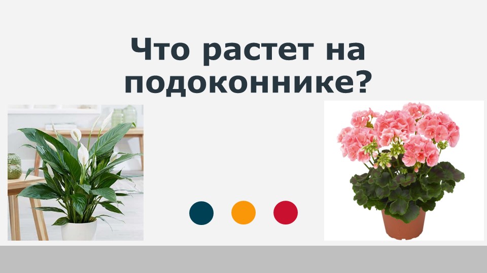 Окружающий мир 1 класс «Что растет на подоконнике?» Учебники, Презентации и Подготовка к Экзаменам для Школьников на Klass-Uchebnik.com
