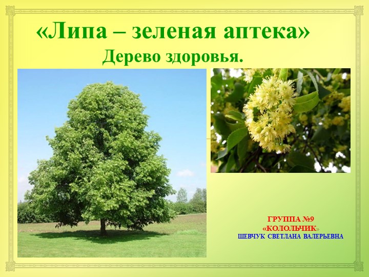Презентация по экологии "ЛИПА." "(для детей 6-7 лет) Учебники, Презентации и Подготовка к Экзаменам для Школьников на Klass-Uchebnik.com