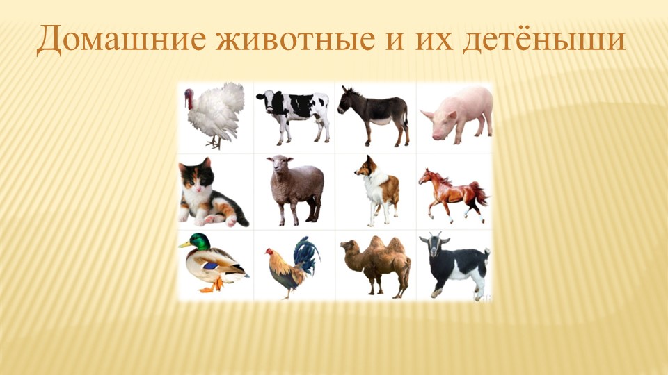 Презентация для старшей группы по теме:"Домашние животные и их детеныши" Учебники, Презентации и Подготовка к Экзаменам для Школьников на Klass-Uchebnik.com