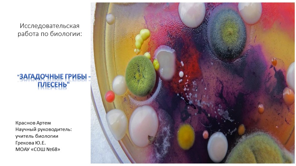 Исследовательская работа "Загадочные грибы-плесень" (презентация) Учебники, Презентации и Подготовка к Экзаменам для Школьников на Klass-Uchebnik.com