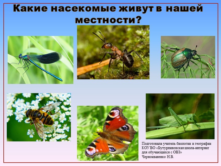 Презентация по природоведению на тему "Кузнечики, муравьи, пчелы" (6 класс) Учебники, Презентации и Подготовка к Экзаменам для Школьников на Klass-Uchebnik.com