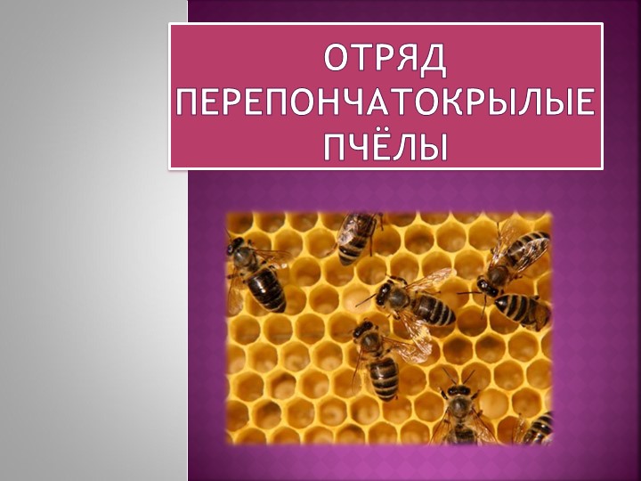 Презентация "Биологические особенности пчёл" Учебники, Презентации и Подготовка к Экзаменам для Школьников на Klass-Uchebnik.com