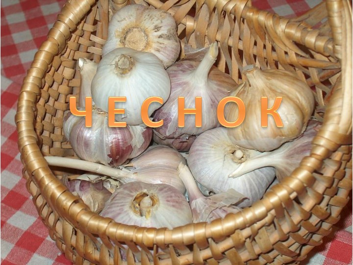 Презентация по Сельскохозяйственному труду к теме "Чеснок"" Учебники, Презентации и Подготовка к Экзаменам для Школьников на Klass-Uchebnik.com