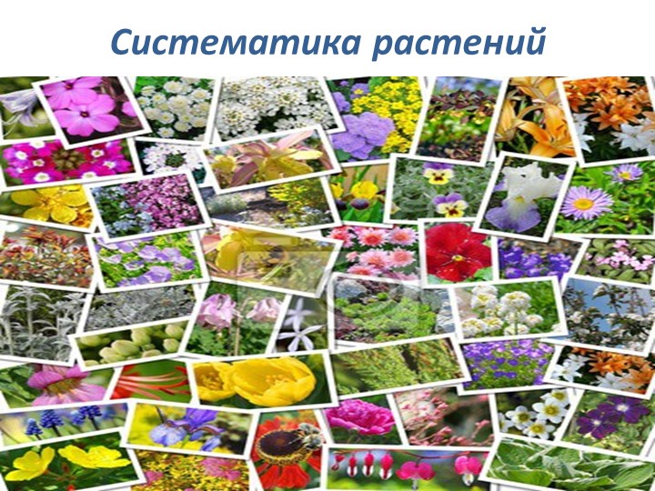 Презентация по биологи " Систематика растений" 6 класс Учебники, Презентации и Подготовка к Экзаменам для Школьников на Klass-Uchebnik.com