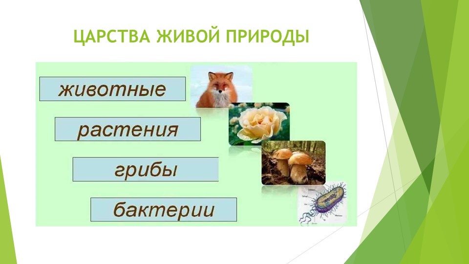 Окружающий мир. Тема: "ЦАРСТВО ГРИБОВ" Учебники, Презентации и Подготовка к Экзаменам для Школьников на Klass-Uchebnik.com
