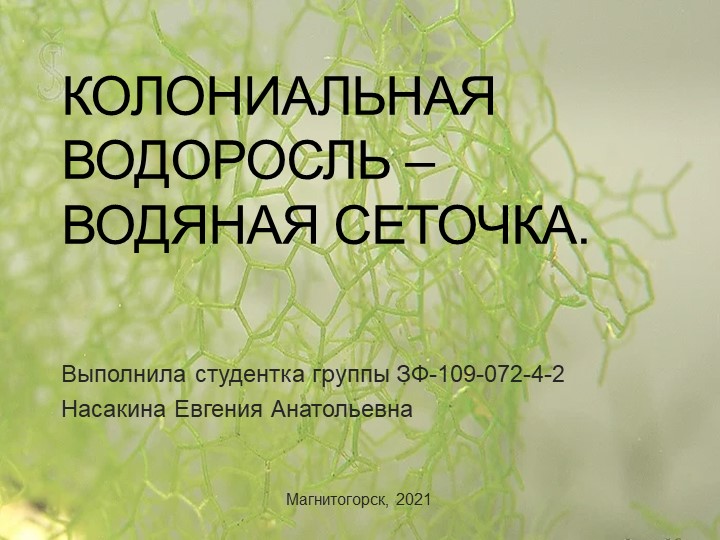 Колониальная водоросль – водяная сеточка. (Естествознание. Окружающий мир. Природоведение. Биология) Учебники, Презентации и Подготовка к Экзаменам для Школьников на Klass-Uchebnik.com