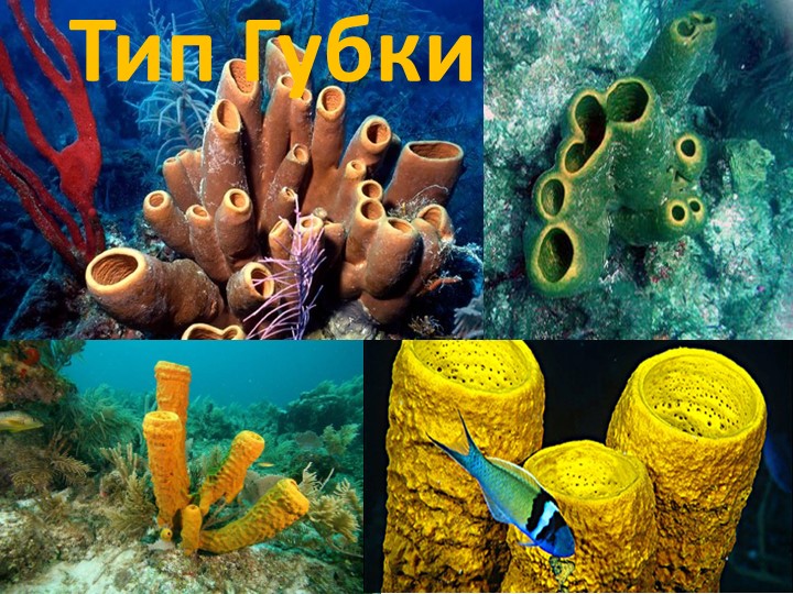 Презентация по биологии на тему "Тип Губки" 7 класс Учебники, Презентации и Подготовка к Экзаменам для Школьников на Klass-Uchebnik.com