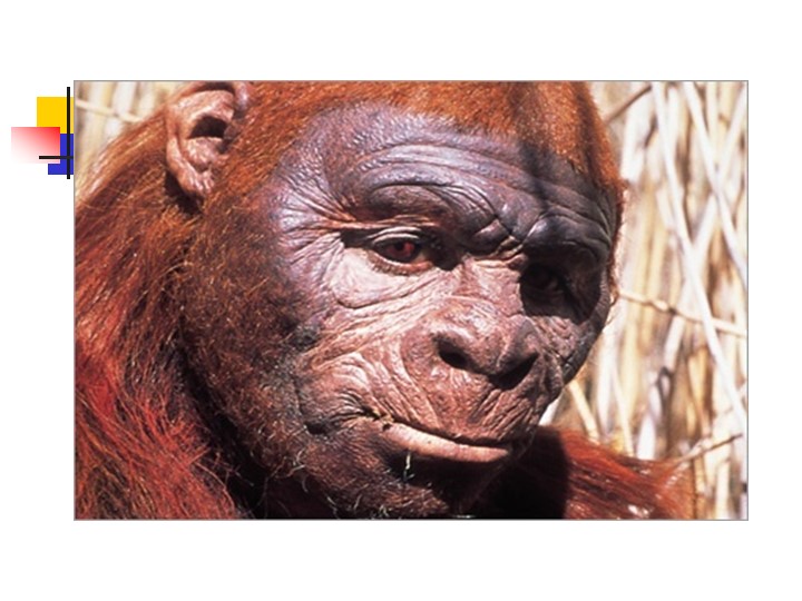 Презентация на тему "Происхождение человека" Учебники, Презентации и Подготовка к Экзаменам для Школьников на Klass-Uchebnik.com