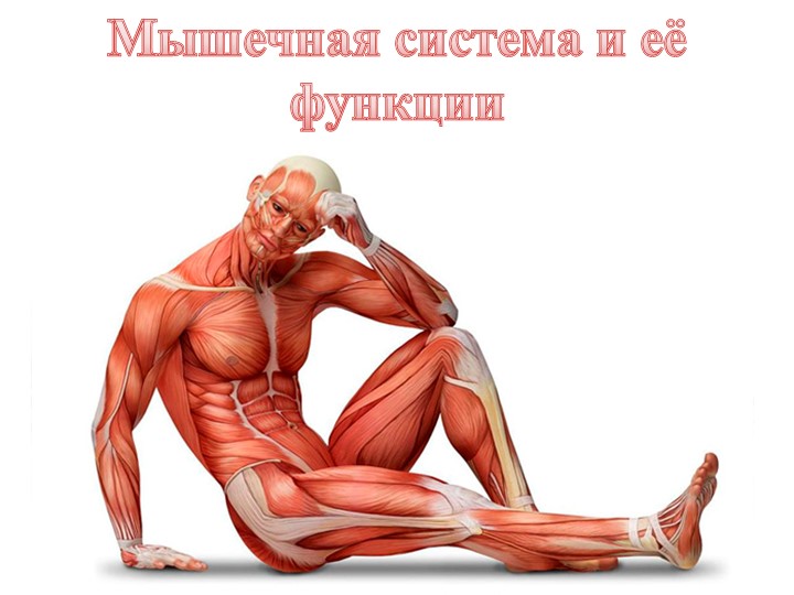 Презентация к уроку биологии: "Мышечная система и её функции" Учебники, Презентации и Подготовка к Экзаменам для Школьников на Klass-Uchebnik.com